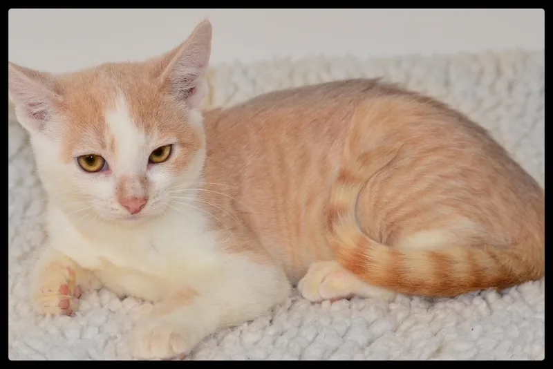 A baby small-sized male Tabby (Orange / Red) Domestic Short Hair cat named Orion A for adoption in San Andreas, CA