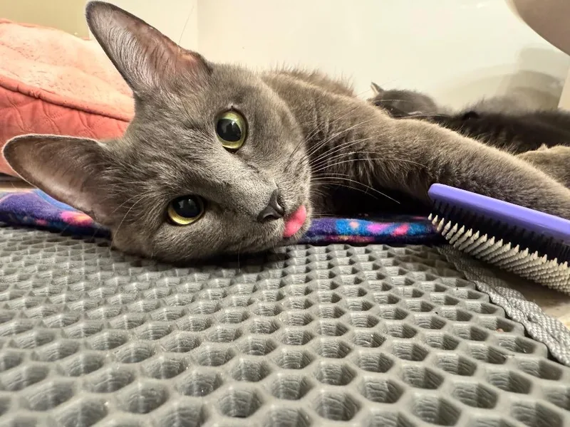 A young medium-sized female Domestic Short Hair cat named Cookie for adoption in Raleigh, NC