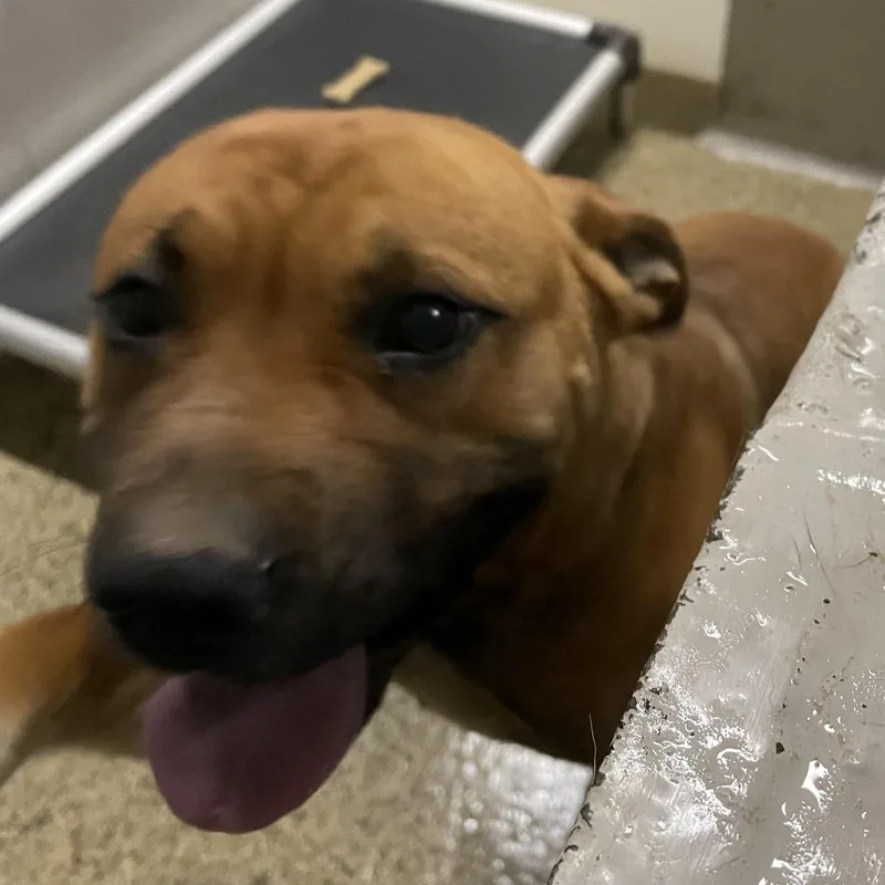 A young medium-sized male Brown / Chocolate Terrier dog named Boy for adoption in Marble, NC