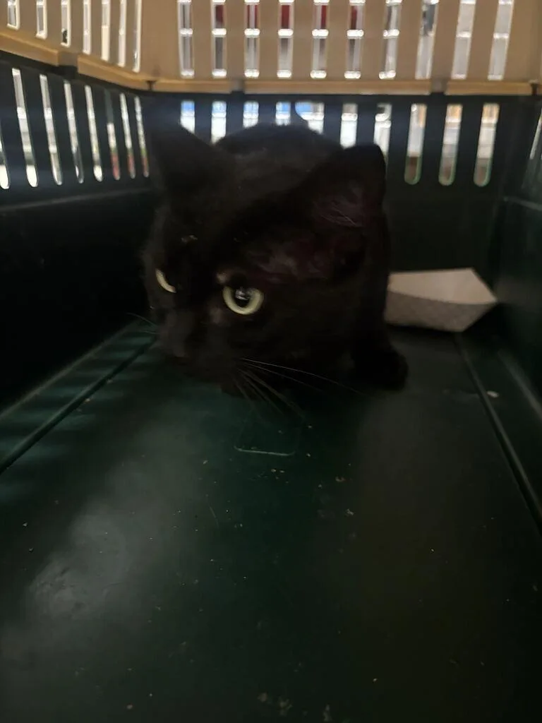 An adult medium-sized female Black Domestic Short Hair cat named Saddle for adoption in Cincinnati, OH