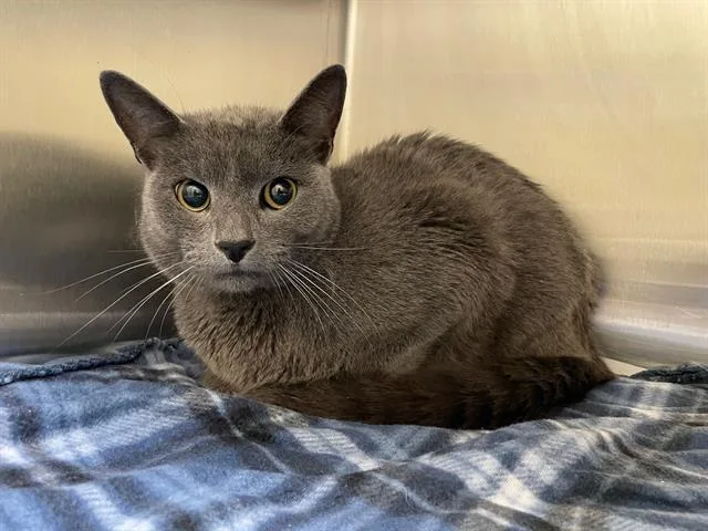 An adult medium-sized male Domestic Short Hair cat named Lark for adoption in Tustin, CA