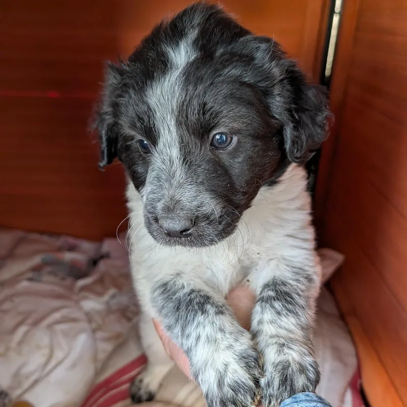 Oreo