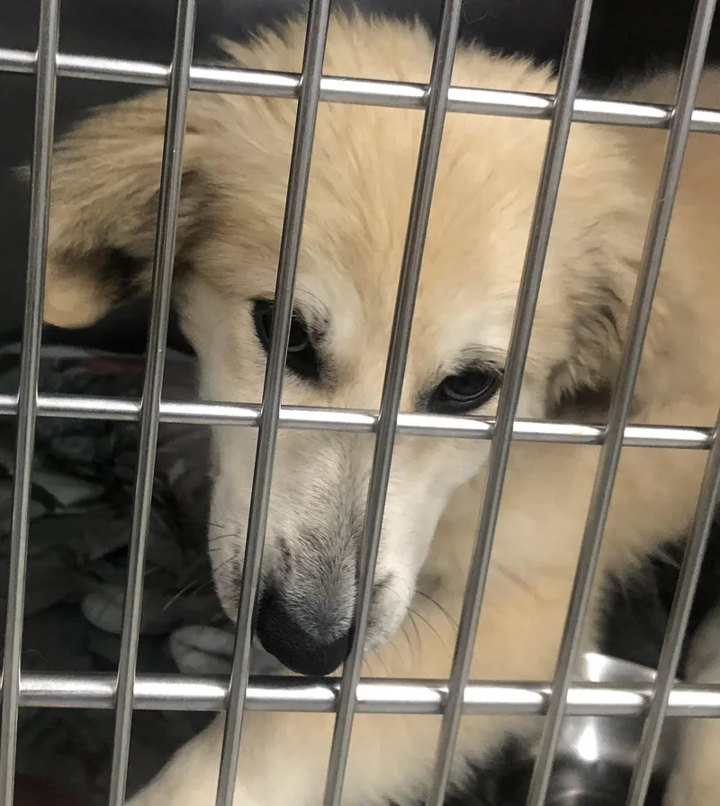 A baby large-sized female White / Cream Great Pyrenees dog named Maz for adoption in Parma, OH
