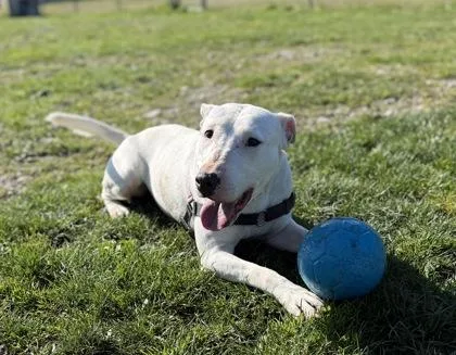 An adult medium-sized female Bull Terrier dog named Ichiro for adoption in Burlington, WA