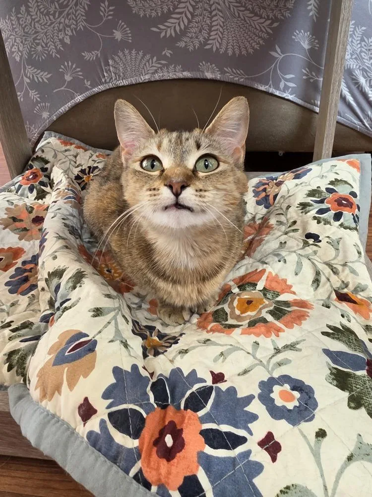 A baby medium-sized female Brown / Chocolate Domestic Short Hair cat named Kyoko for adoption in Wild Rose, WI