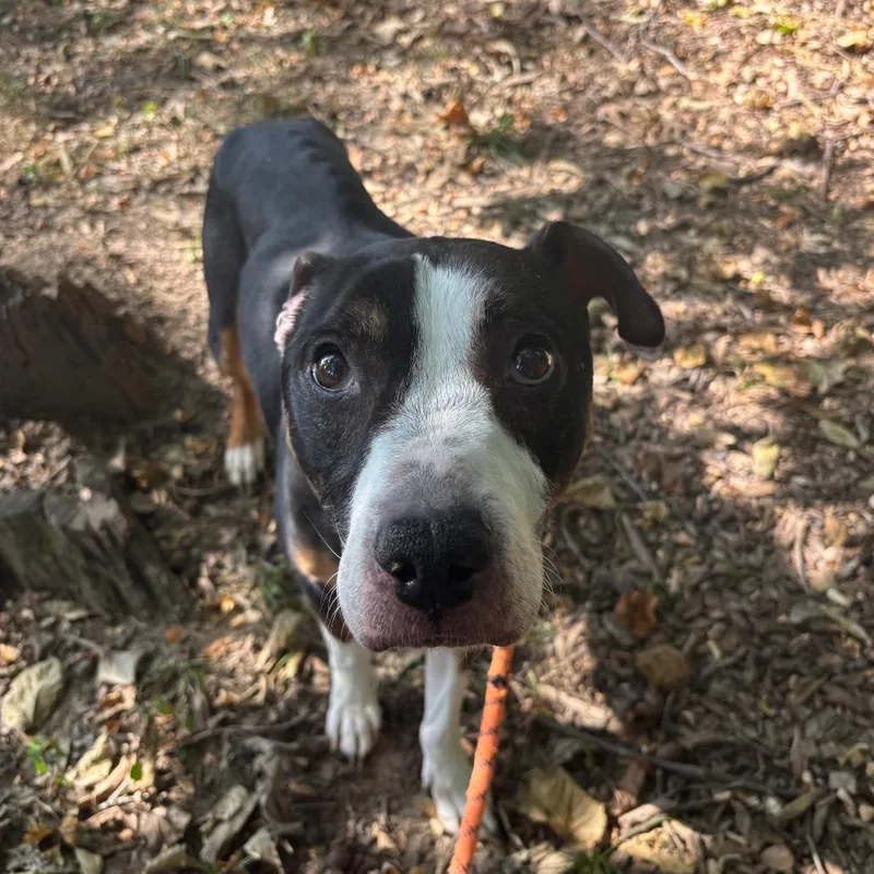 A senior medium-sized male Black Mixed Breed dog named Ares for adoption in Edwardsville, IL
