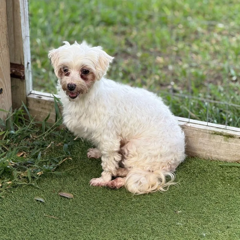 A senior small-sized female White / Cream Maltese dog named Bliss for adoption in LOXAHATCHEE, FL