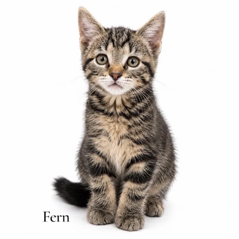 A baby medium-sized female Tabby (Brown / Chocolate) Domestic Short Hair cat named Fern for adoption in Stevensville, MI