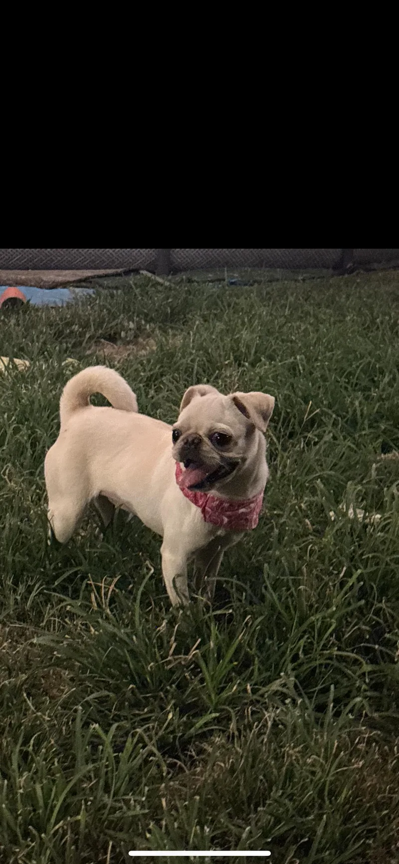 A young small-sized female Apricot / Beige Pug dog named Pibble for adoption in Hamden, CT