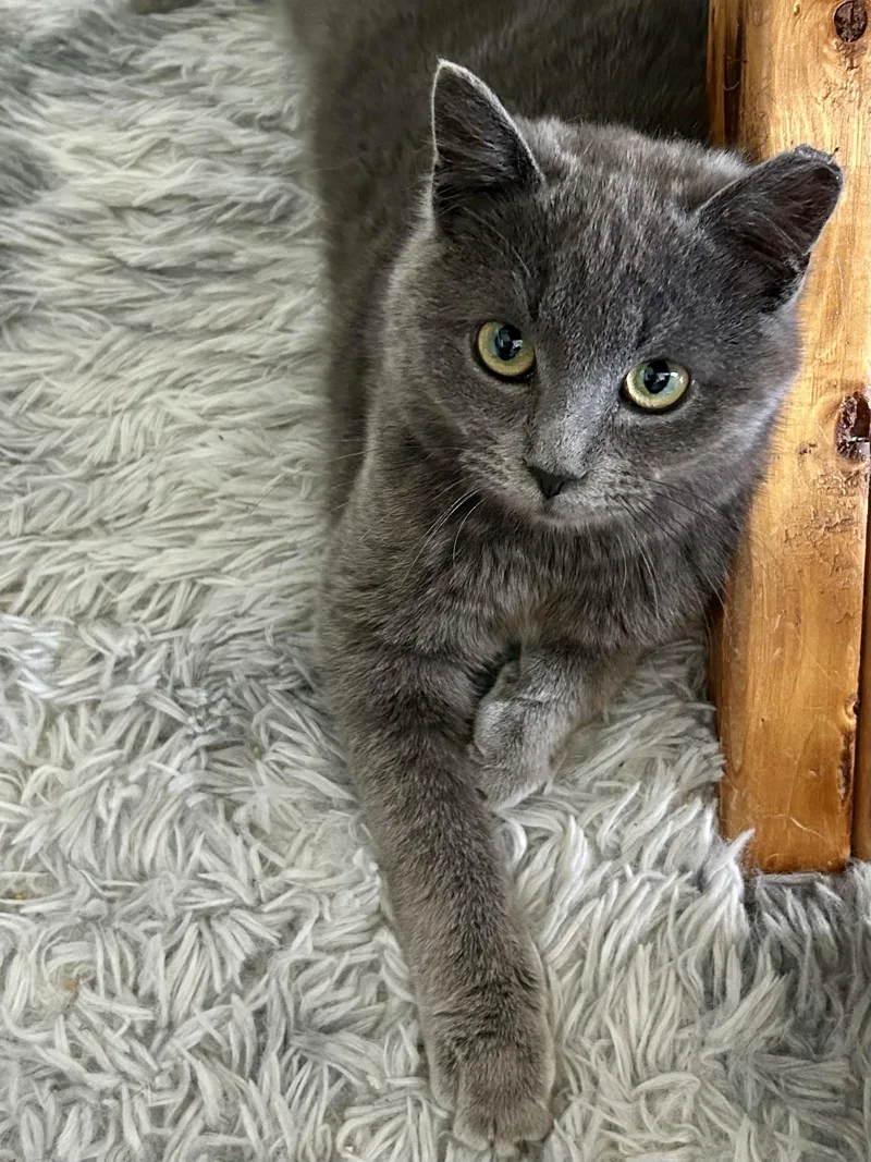 A baby medium-sized male Gray / Blue / Silver Domestic Short Hair cat named Bumble for adoption in Bellmawr, NJ