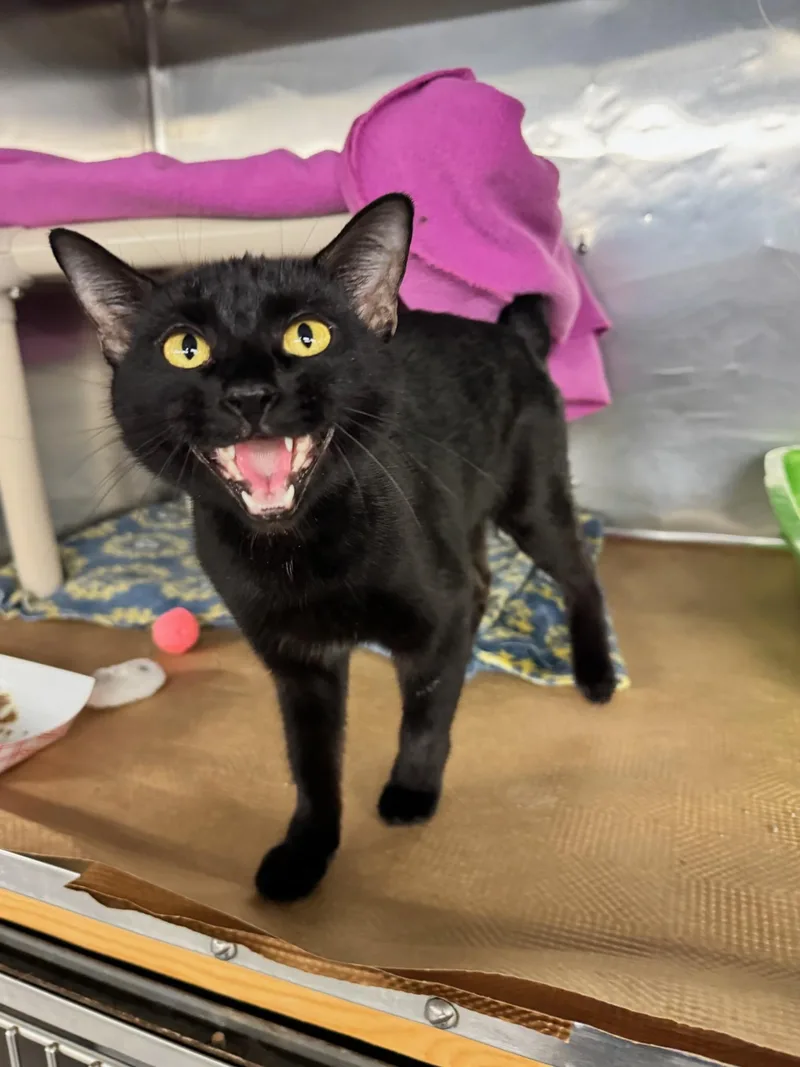 An adult medium-sized female Black Domestic Short Hair cat named Nook Nook for adoption in Boston, MA