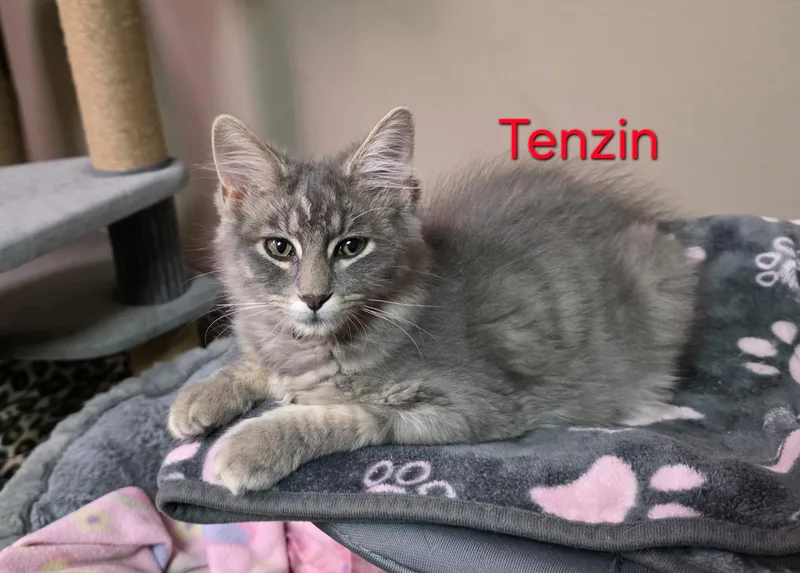 A baby small-sized male Domestic Long Hair cat named Tenzin for adoption in Faribault, MN