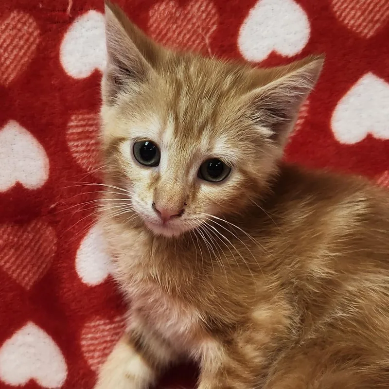 A baby small-sized female Orange / Red Domestic Short Hair cat named Othello for adoption in Brighton, MO