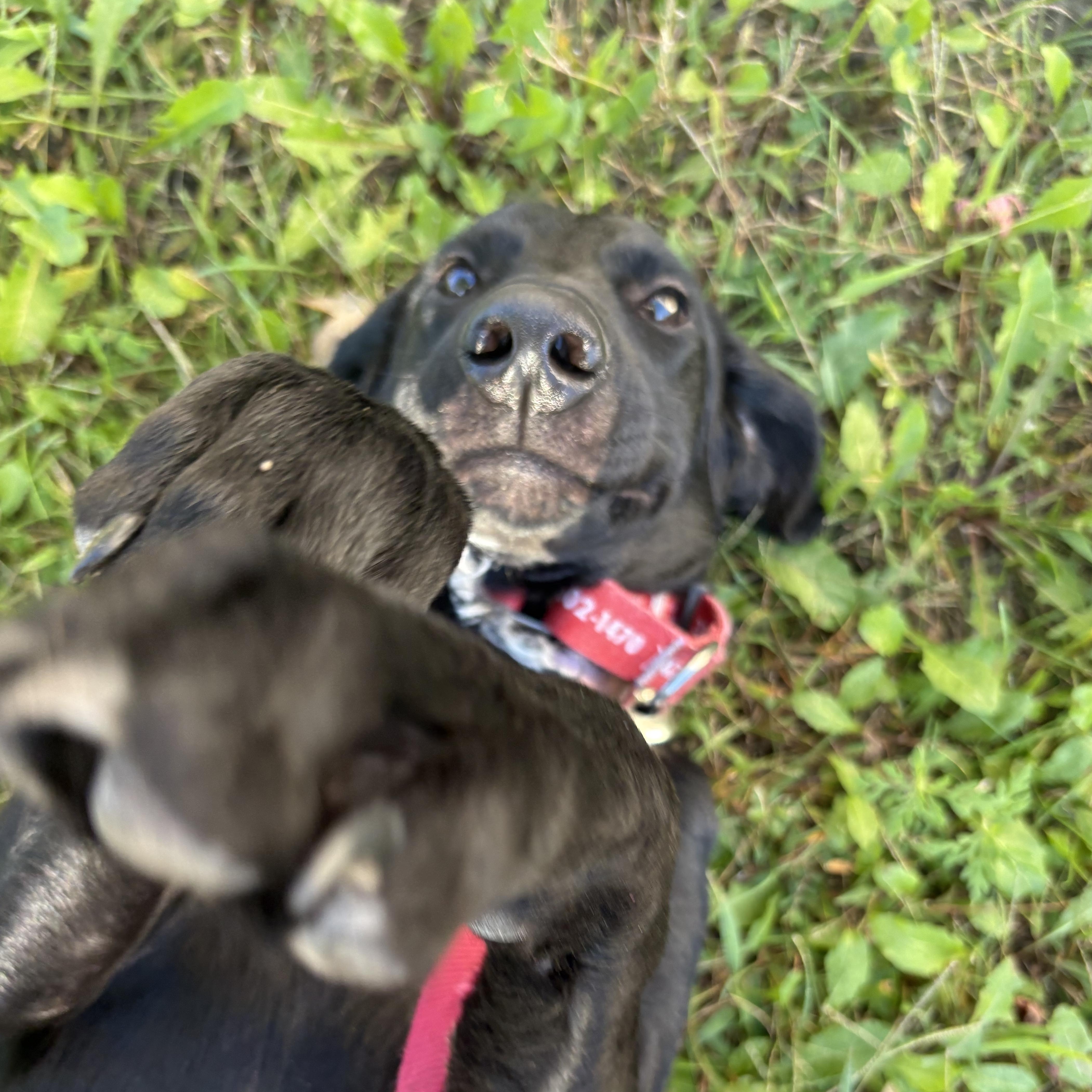 A baby large-sized male Labrador Retriever dog named Samson for adoption in Indianapolis, IN