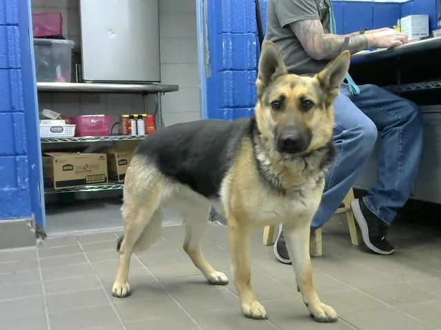 A young medium-sized male German Shepherd Dog dog named Prince for adoption in Albuquerque, NM