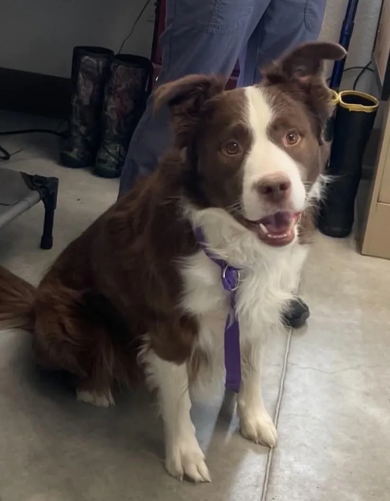 A young medium-sized male Australian Shepherd dog named Kona for adoption in Las Vegas, NV