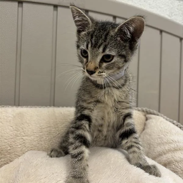 A baby small-sized female Brown / Chocolate Domestic Short Hair cat named Yelena for adoption in Hawthorne, CA