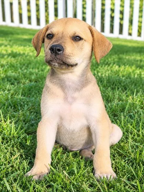 A baby small-sized male Mixed Breed dog named Mac for adoption in Statesville, NC