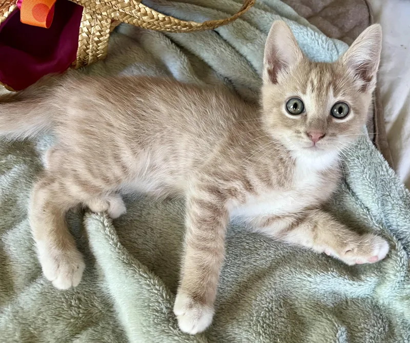 A baby medium-sized female Tabby (Buff / Tan / Fawn) Domestic Short Hair cat named Athena for adoption in Rocky Hill, CT