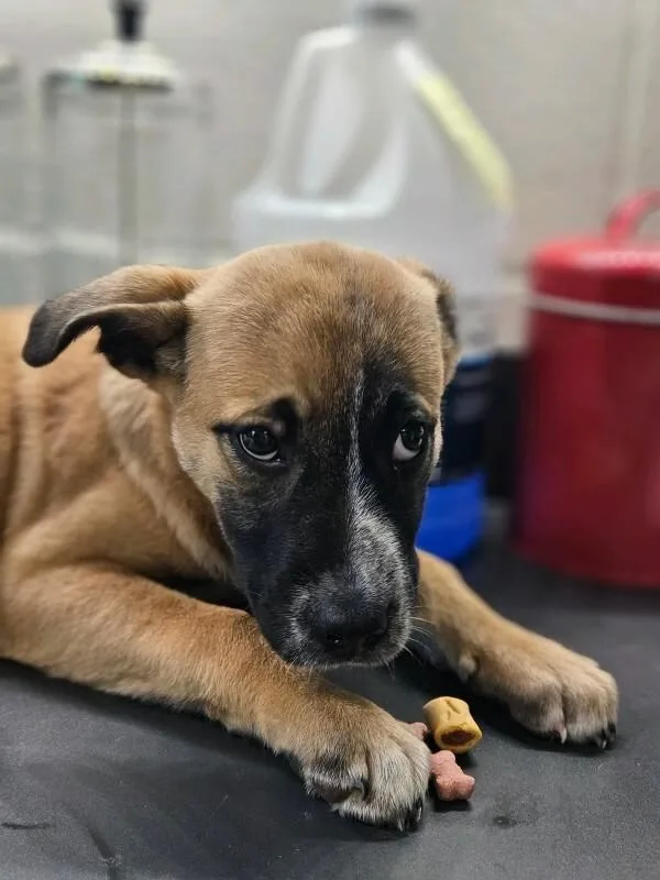 A young medium-sized female Yellow / Tan / Blond / Fawn German Shepherd Dog dog named Poppy for adoption in Disputanta, VA