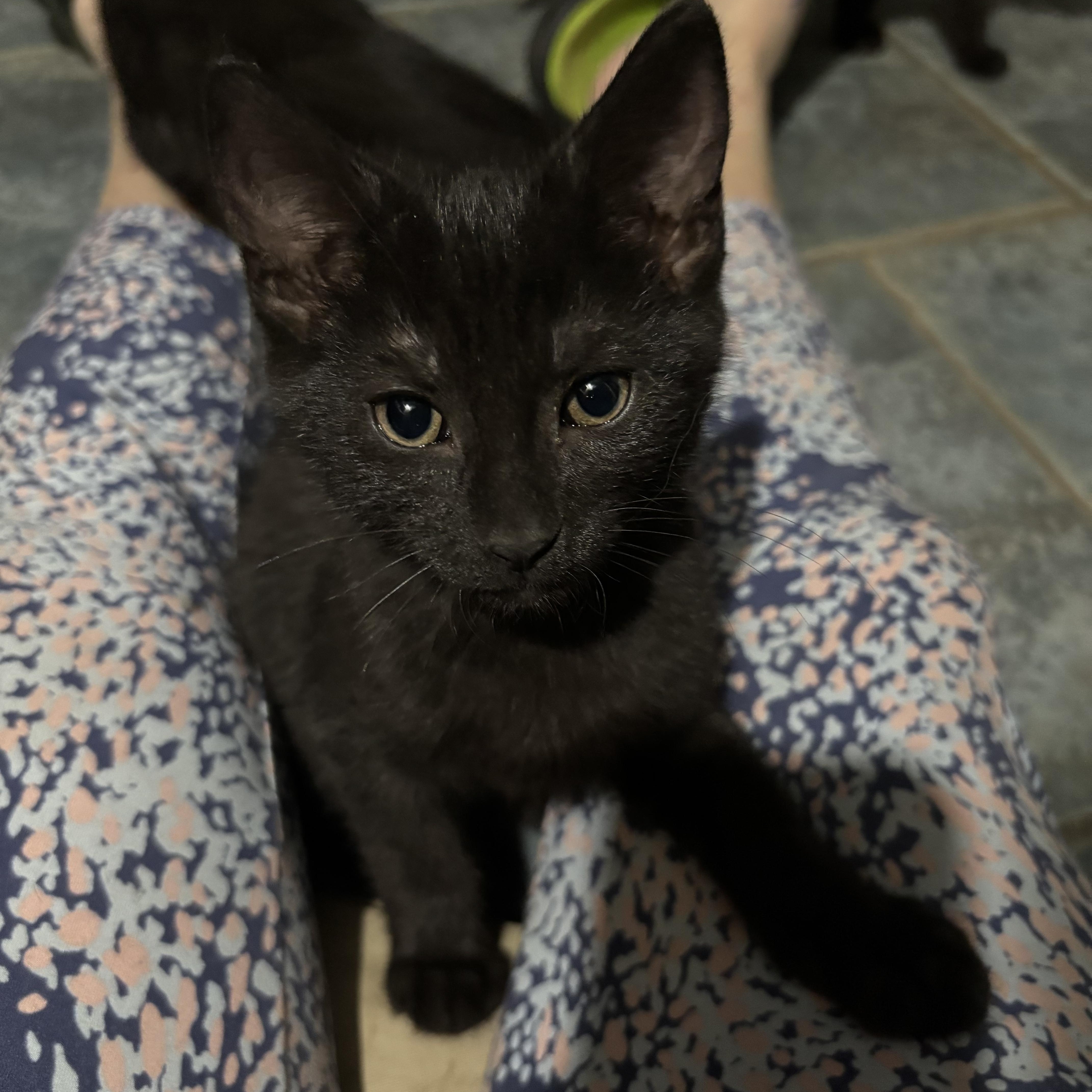 A baby medium-sized male Black Domestic Short Hair cat named Spock for adoption in Oriental, NC