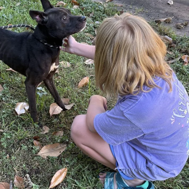 An adult medium-sized female Patterdale Terrier / Fell Terrier dog named Tillie PC for adoption in Goliad, TX