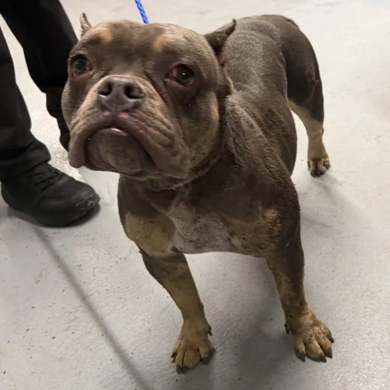 An adult small-sized female Gray / Blue / Silver Pit Bull Terrier dog named Lyla ~ Coming Soon!!! for adoption in Chicago, IL