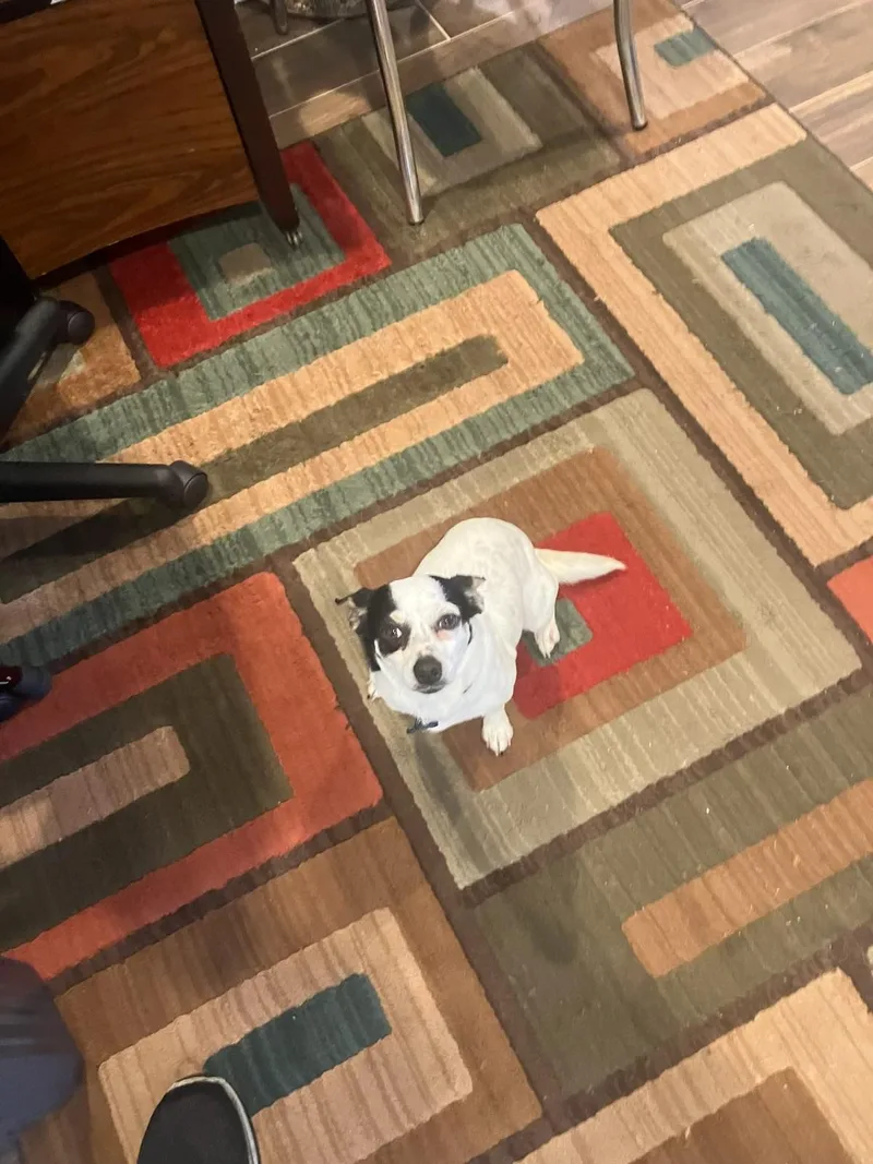 A young small-sized female Tricolor (Brown, Black, & White) Chihuahua dog named Tilly for adoption in Garland, TX