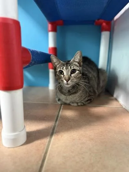 An adult small-sized female Domestic Short Hair cat named Elastigirl for adoption in North Miami Beach, FL