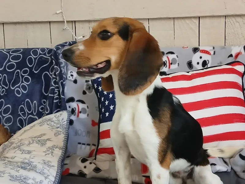 A young small-sized female Beagle dog named Noodles for adoption in Fort Worth, TX