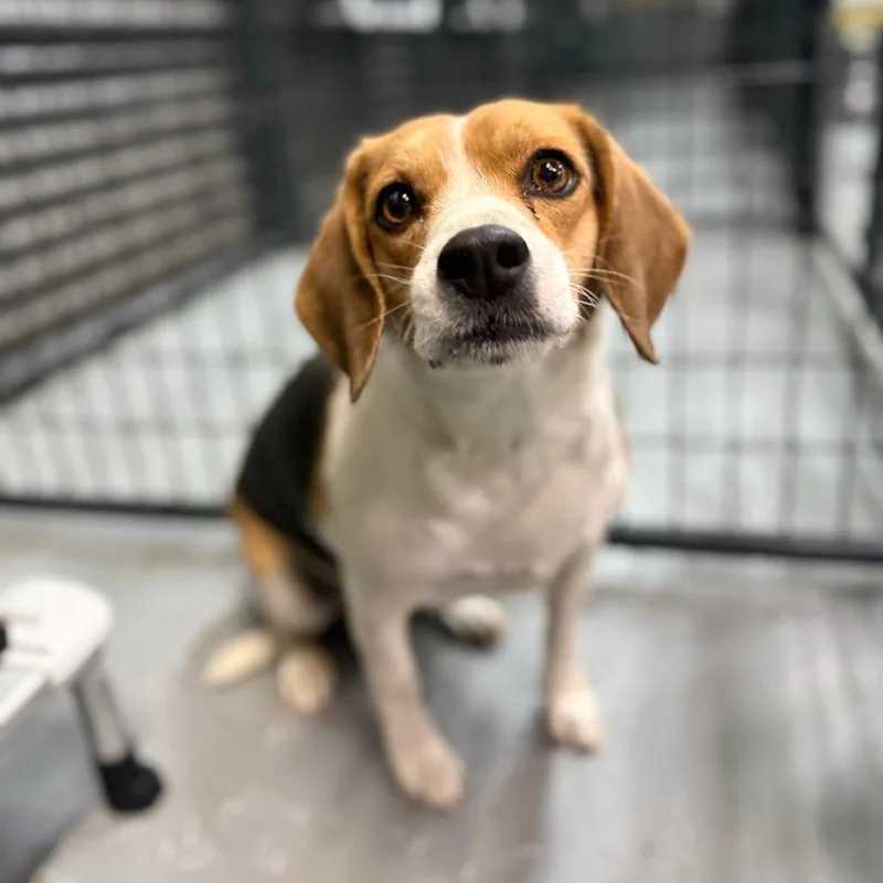 An adult medium-sized female Beagle dog named Sunny for adoption in Tacoma, WA