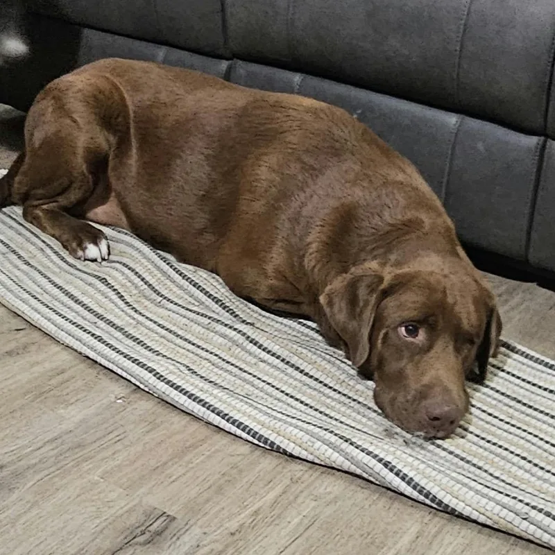 An adult small-sized male Brown / Chocolate Chocolate Labrador Retriever dog named Jack for adoption in Idaho Falls, ID