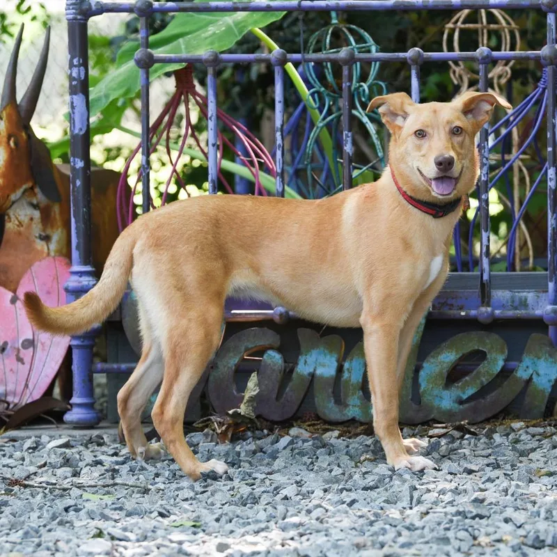 A young medium-sized female Yellow / Tan / Blond / Fawn Labrador Retriever dog named Bethe for adoption in Wake Forest, NC