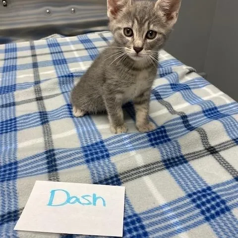 A young medium-sized male Tabby (Gray / Blue / Silver) Domestic Short Hair cat named Dash for adoption in LANETT, AL