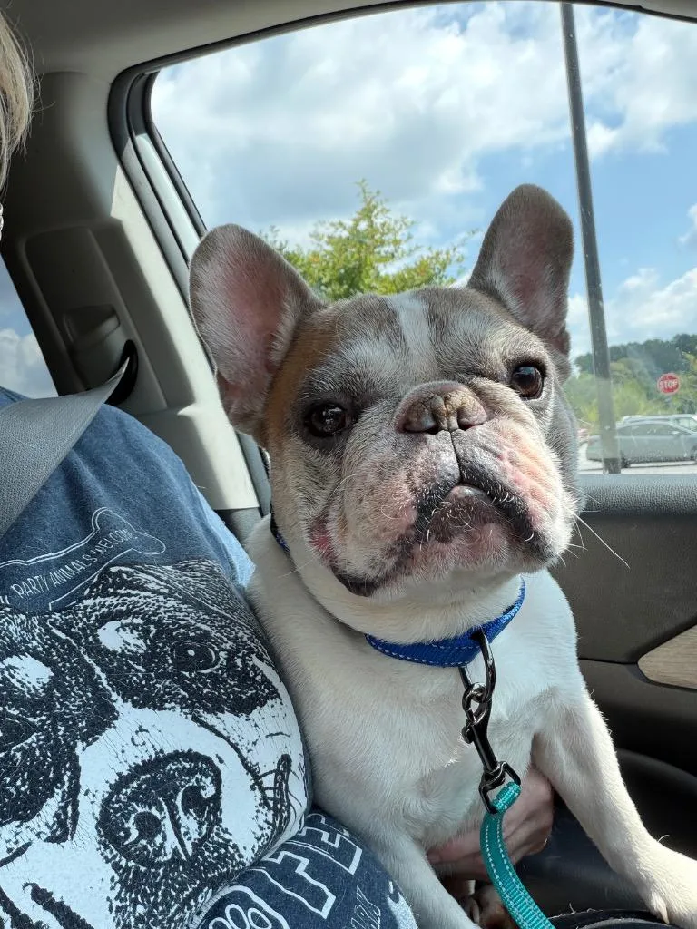 An adult medium-sized male French Bulldog dog named Eddie for adoption in Sharpsburg, GA