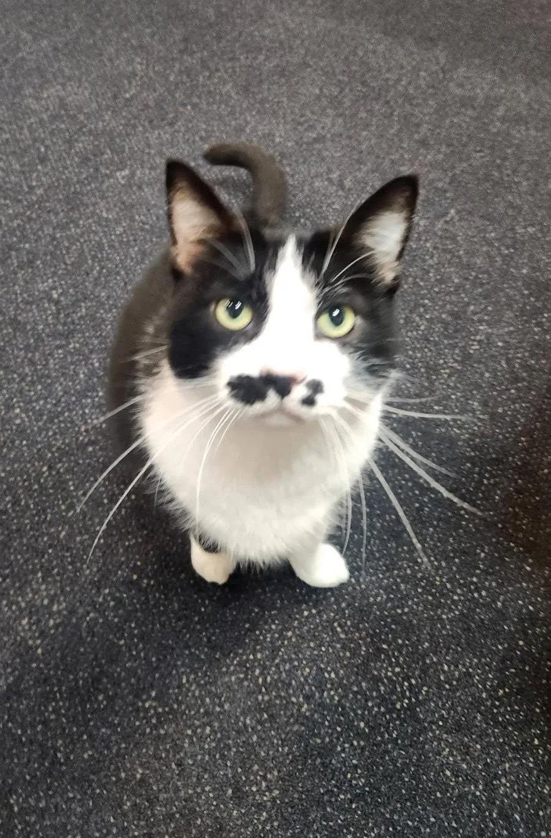 An adult medium-sized female Domestic Short Hair cat named Ernestine for adoption in Nashville, TN