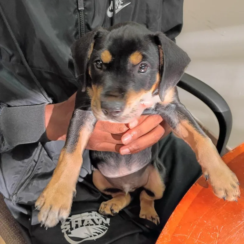 A baby medium-sized male Black Mixed Breed dog named Zak for adoption in Columbus, GA