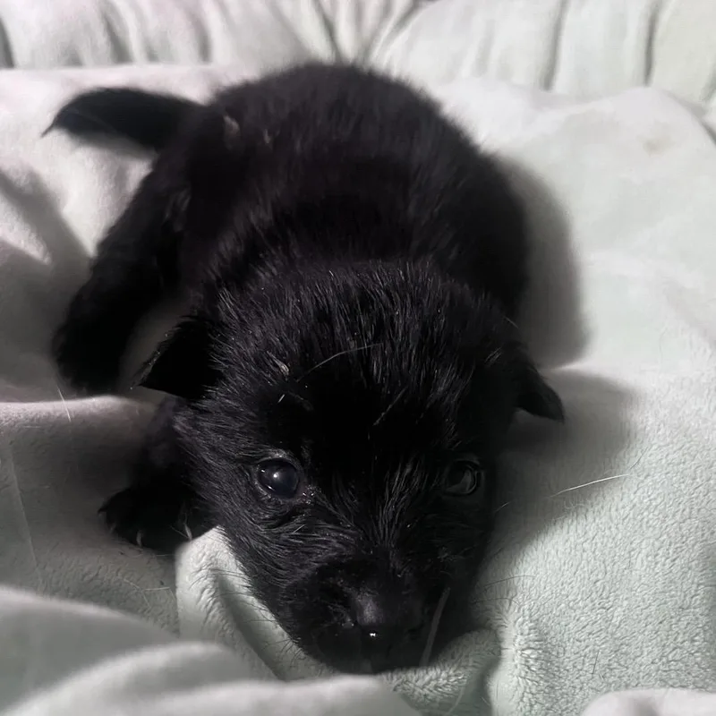 A baby medium-sized female Shepherd dog named Charentais for adoption in Las Vegas, NV