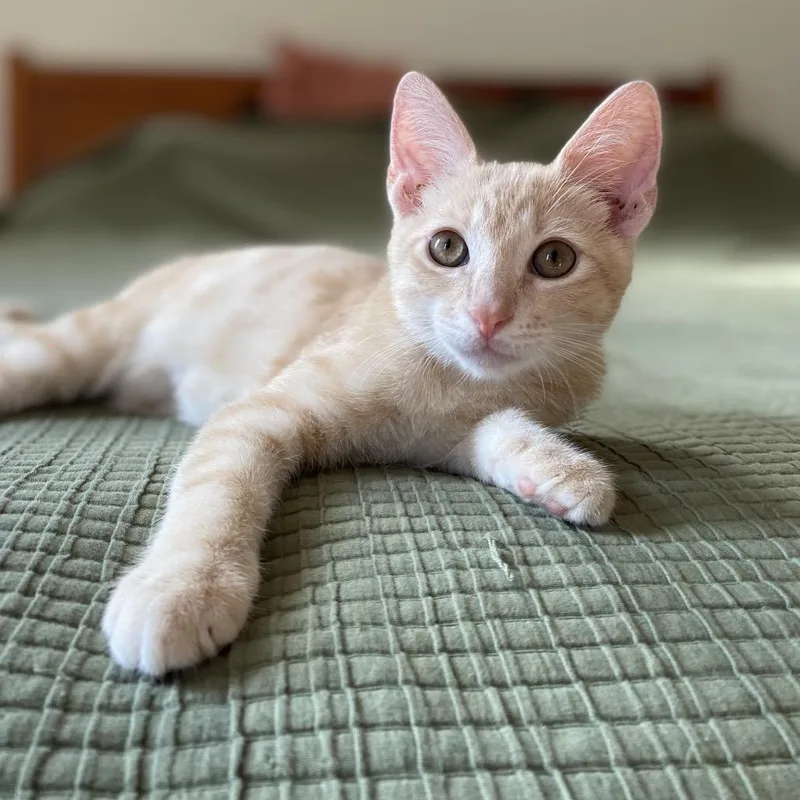 A baby small-sized male Buff / Tan / Fawn American Shorthair cat named Pickles for adoption in Reisterstown, MD