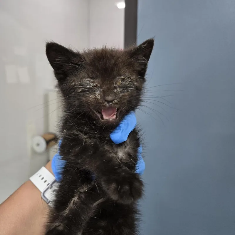 A baby small-sized male Domestic Short Hair cat named Frisky for adoption in Newark, NJ