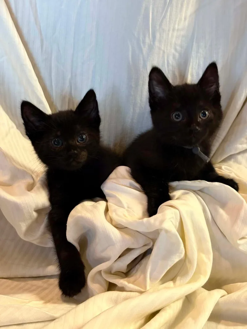 A baby medium-sized male Black Domestic Short Hair cat named Soot And Jasper for adoption in Ephrata, WA