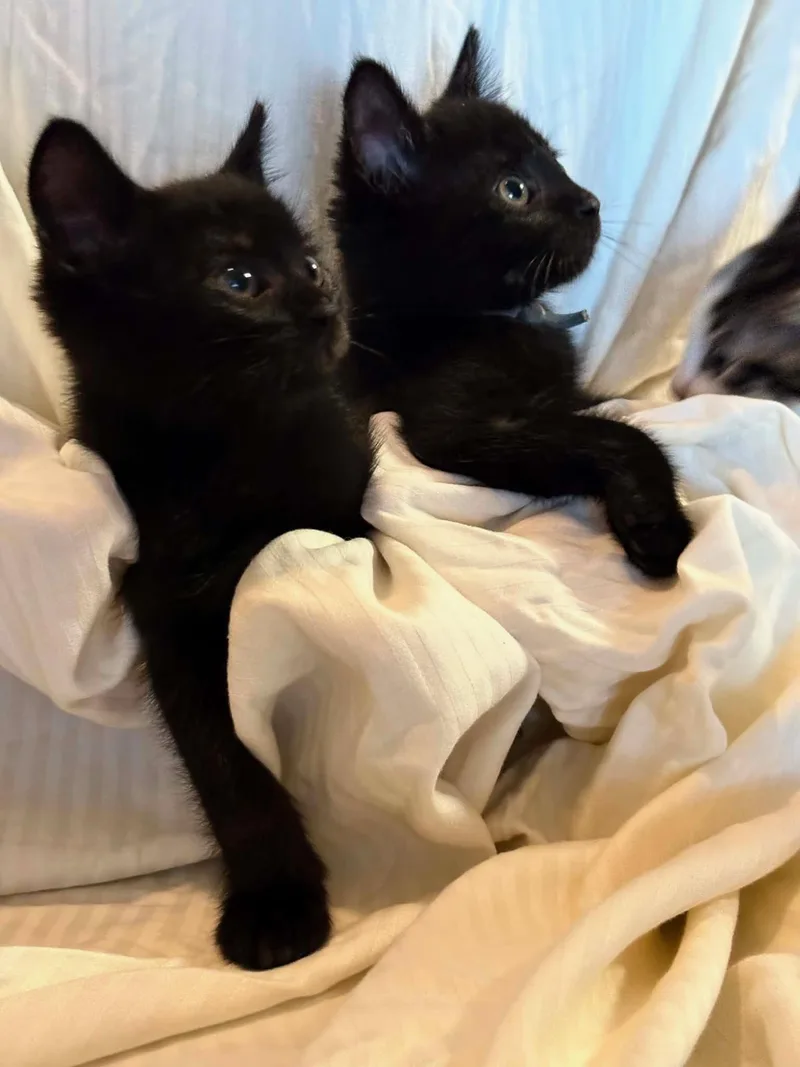 Soot And Jasper thumbnail 2