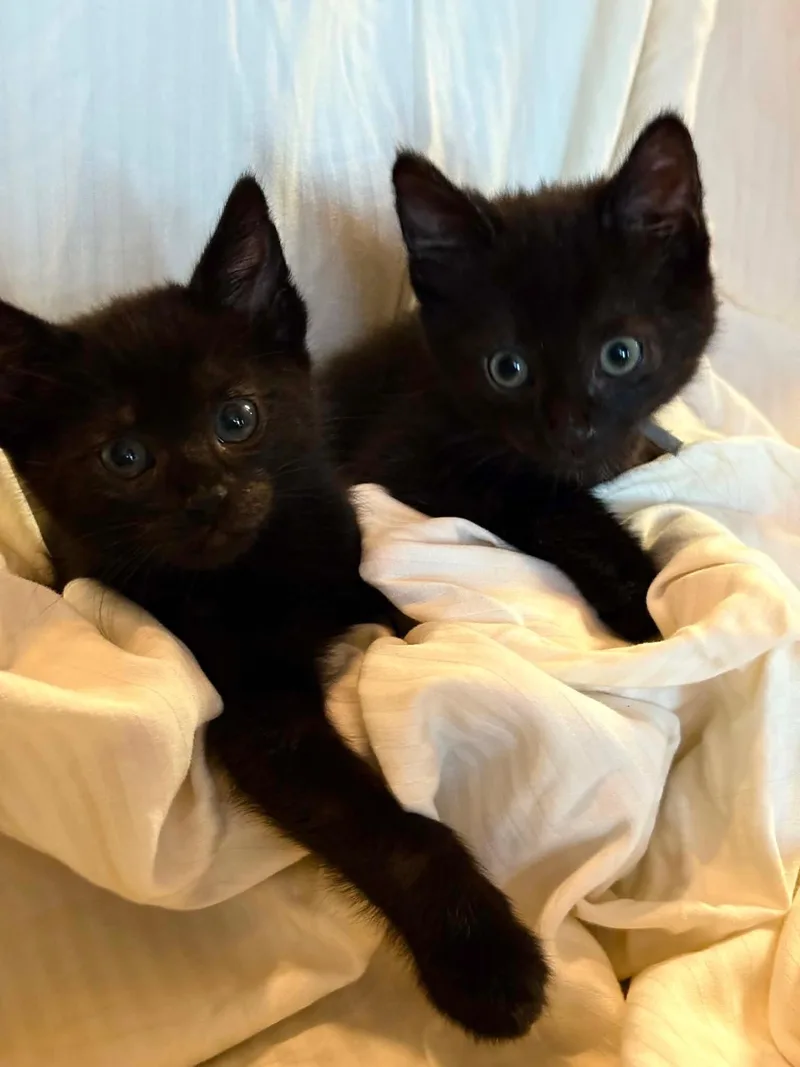 Soot And Jasper thumbnail 3