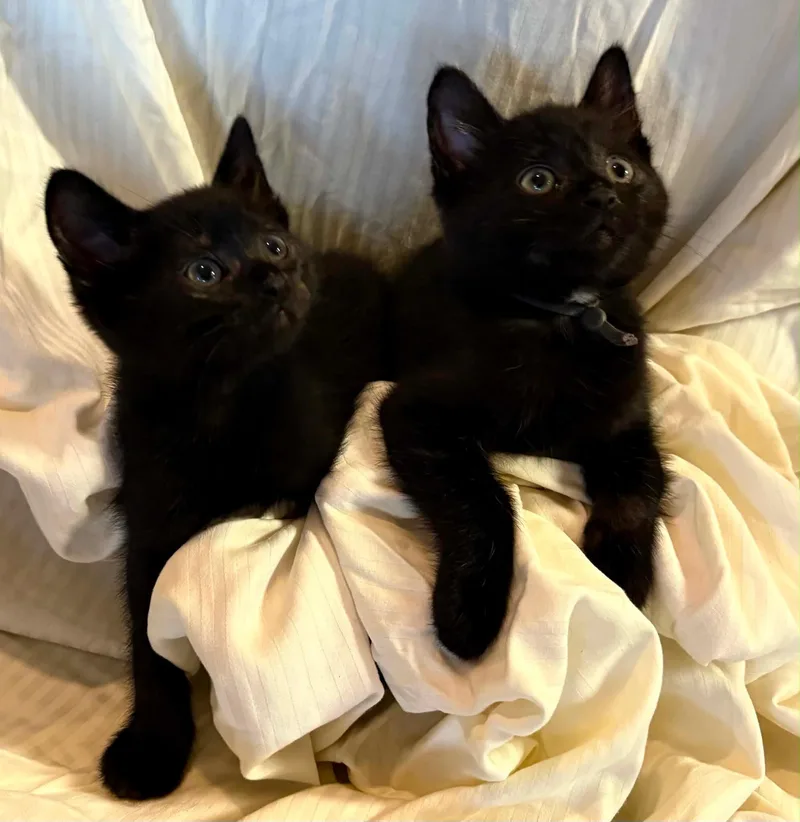 Soot And Jasper thumbnail 4