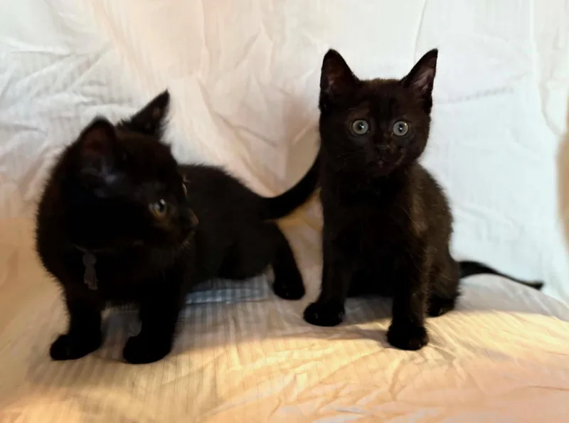 Soot And Jasper thumbnail 5
