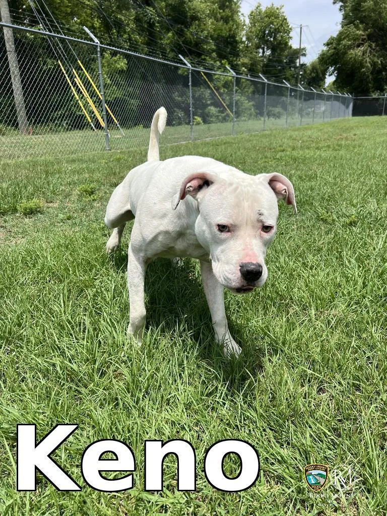An adult medium-sized male Pit Bull Terrier dog named Keno for adoption in Rocky Mount, NC