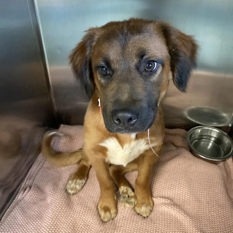 A baby medium-sized female Brown / Chocolate Mixed Breed dog named Aureus for adoption in Memphis, TN