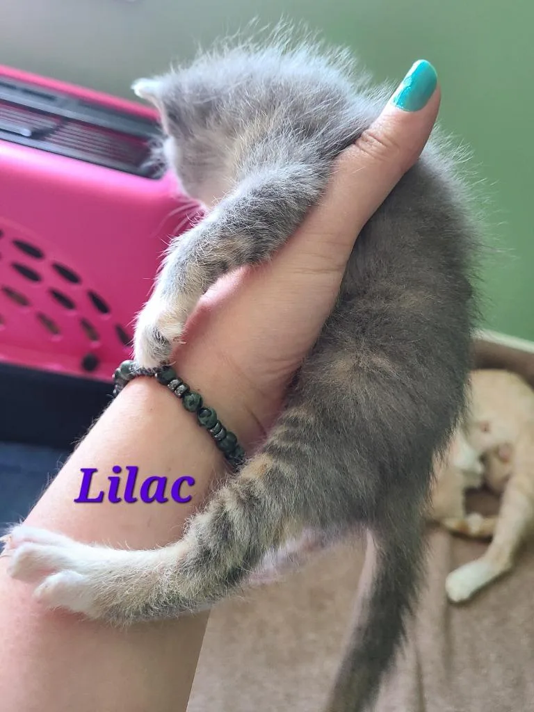 A baby medium-sized female Domestic Short Hair cat named Lilac for adoption in Portland, IN