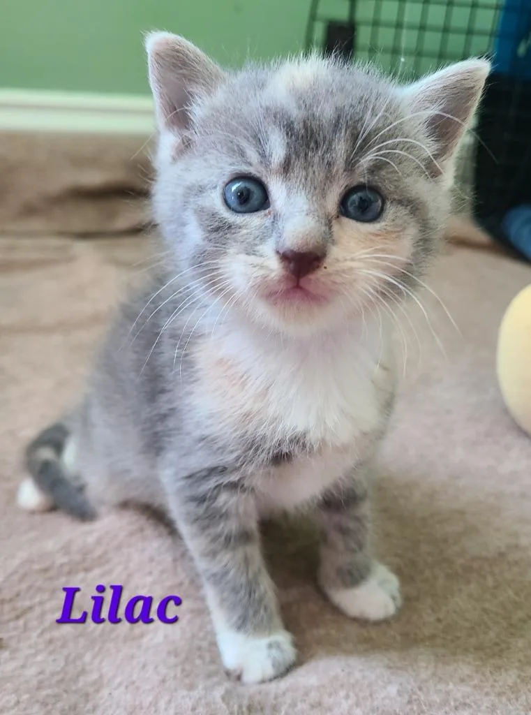 Lilac thumbnail 6