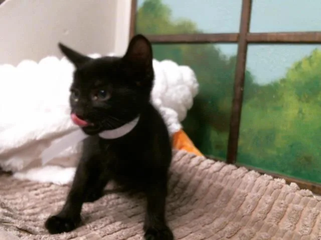 A baby small-sized female Domestic Short Hair cat named Lucy for adoption in Houston, TX